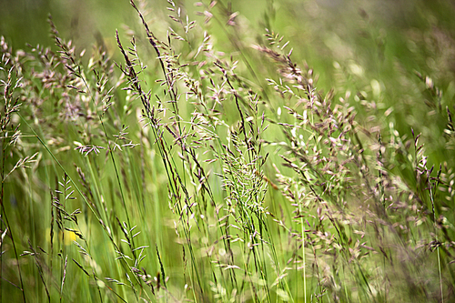 Wild green summer meadow close up. Abundance of green grass in summer.
