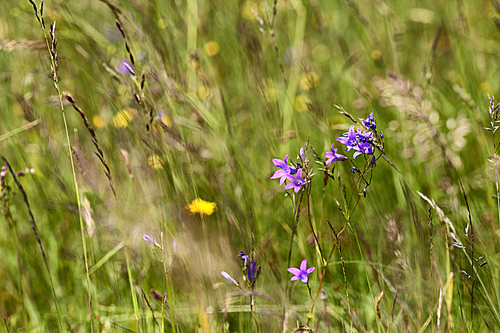 Abundance of blooming wild flowers on the meadow at summertime. Spring flower seasonal nature background