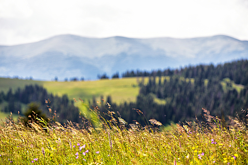 Beautiful summer nature landscape - Alpine meadow. Grass closeup with mountain range on background