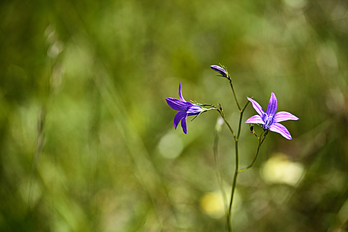 Booming violet wild flowers on the meadow in summer. Spring flower seasonal nature background