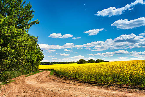Dirt road in rapeseed flowering field, beautiful spring countryside, sunny day. Yellow flowering fields, ground road and beautiful valley, nature rural spring landscape