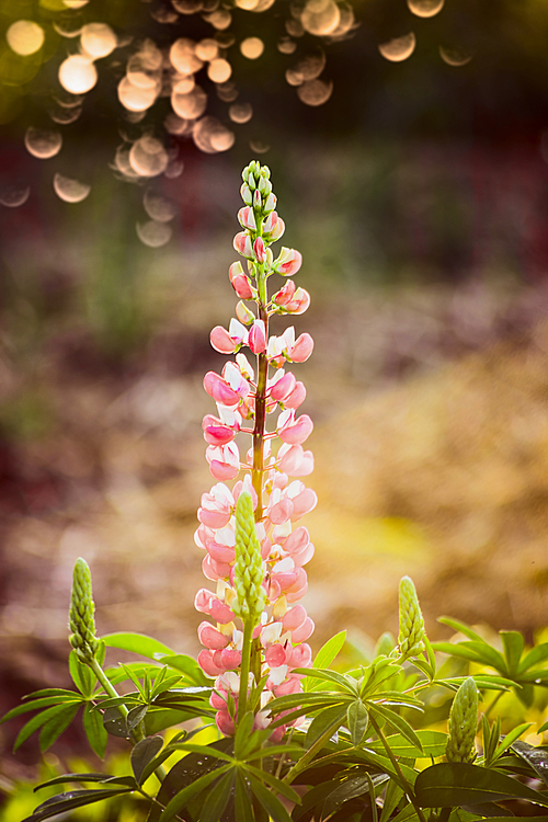 Lovely lupine blooming over summer garden nature background