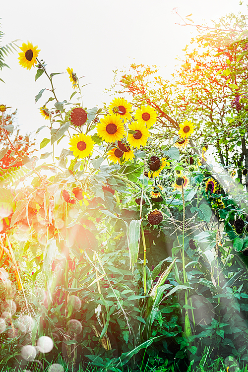 Sunflowers plant in summer garden with sun rays and bokeh.