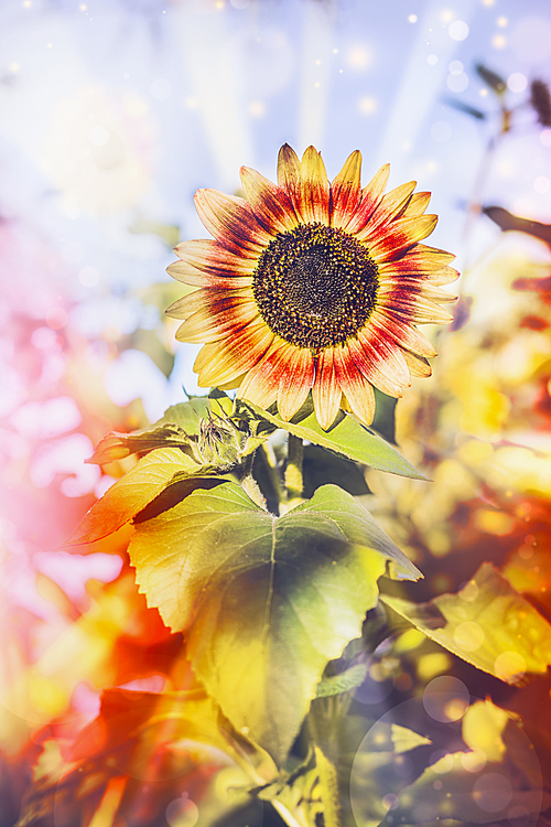 Pretty sunflower in garden