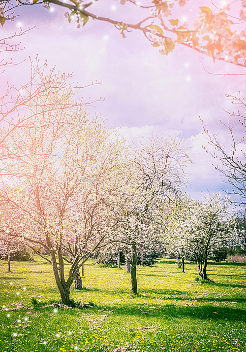 Sprig garden or park with blossom trees and glade of dandelions. Nature background.