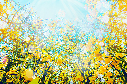 Rape plant with yellow flowers over sun and sky background, view from the bottom,  outdoor nature background