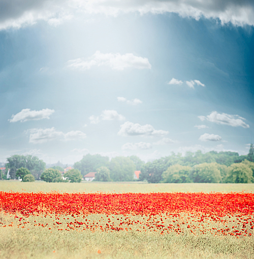 Landscape with field of poppies blooming , countryside in the background and beautiful sky. Outdoor nature background