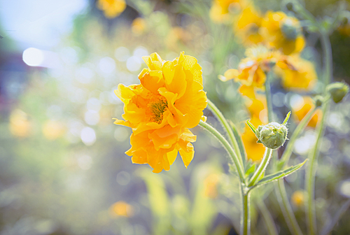 Yellow Geum flowers in garden or park bed on sunny summer day