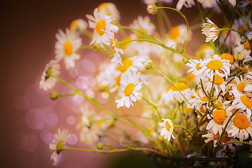 beautiful daisies flowers on blurred nature background with bokeh , close up, toned