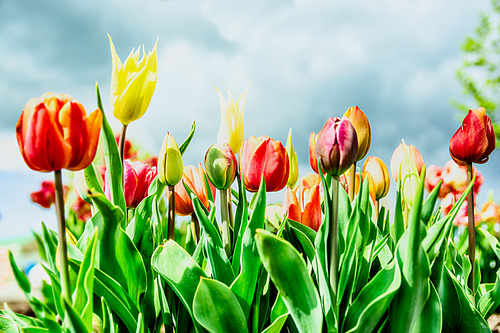 Beautiful tulips flowers bed in park or garden over sprig sky background