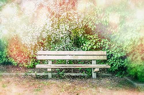 Wooden bench at blossom bushes in spring or summer park or garden, outdoor nature