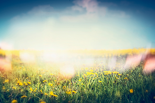 Summer nature background with  dandelion flowers and grass at sky