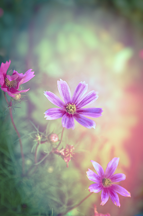 Pink flowers on magic garden background, toned