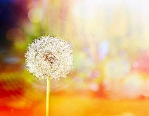 White dandelion on yellow summer blurred nature background with bokeh