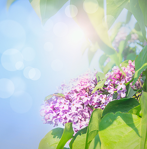 Lilac flowers over blue sky background with sunlight and bokeh