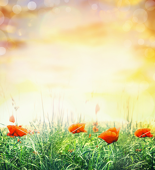 Summer poppy field in sun light and bokeh, nature background