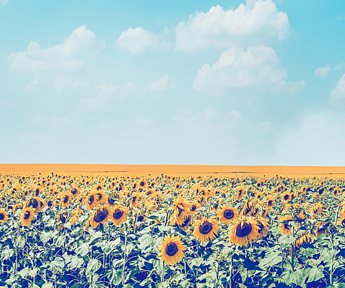 Sunflowers field at sky background, retro styled, county  landscape, farming and summer nature