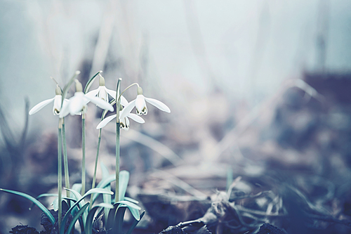 Close up of snowdrops flowers, spring time outdoor nature. Muted colors