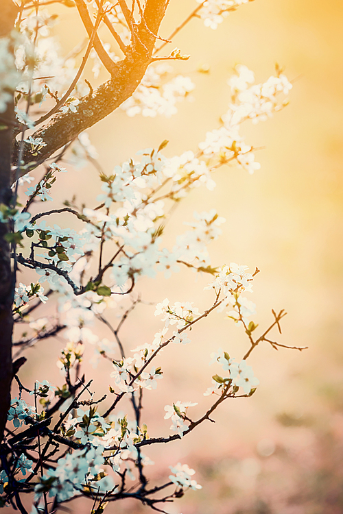 Spring nature background with cherry blossom at sunset
