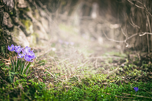 Spring forest nature with crocuses flowers, springtime outdoor nature background