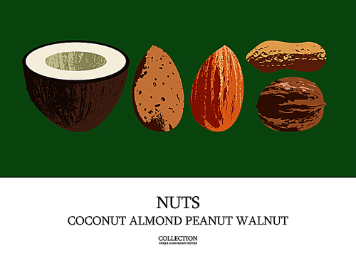 Set of delicious and healthy nuts. Coconut, almonds, walnuts, peanuts. Vector illustration with unique hand drawn texture