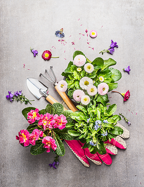 Gardening tools with fresh pretty garden flowers in pots on stone background, top view