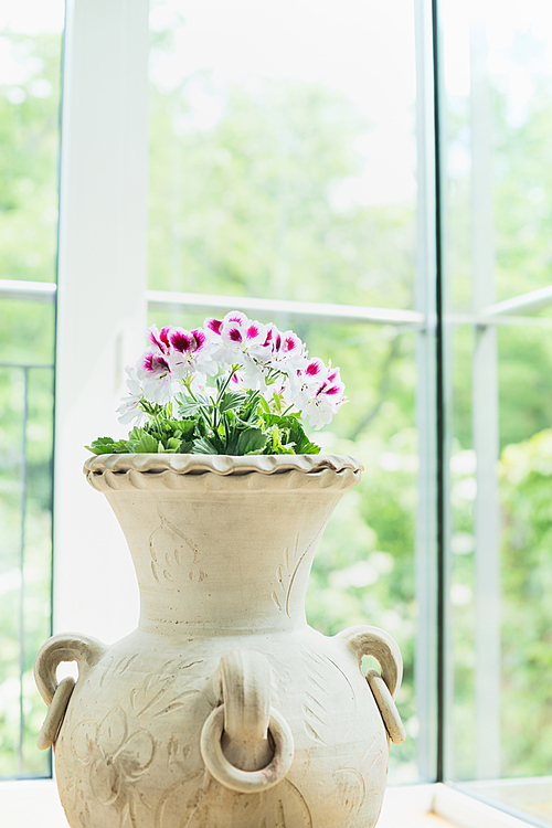 Terracotta vase or flowers pot with lovely geranium flowers over window background, home decoration and interior