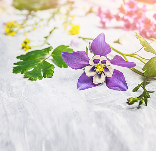 Spring or summer flowers and plants on light wooden background, close up