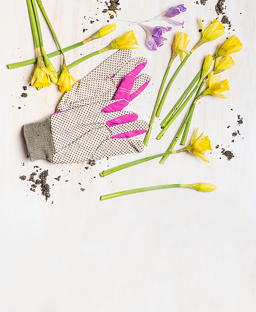 Spring flowers and garden gloves on white wooden background, top view, place for text. Gardening concept.