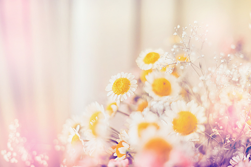 Light daisies flowers,  floral background