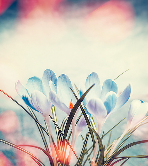 Lovely crocuses in sunbeam bokeh,  spring nature and  flowers concept