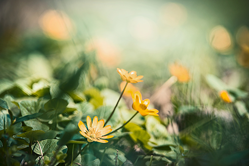 Outdoor nature background with pretty yellow flowers, floral border