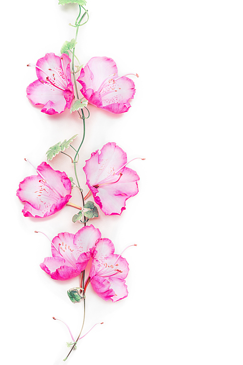 Flowers composition with pink blooming on climbing plant on white background, top view, copy space
