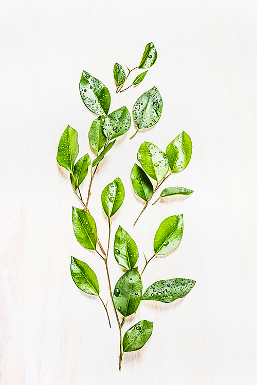 Green leaves branch on white wooden background, top view