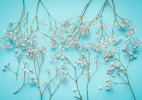 Floral layout with little white flowers at turquoise blue background, top view