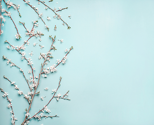 Turquoise blue background with spring  cherry blossom branches, top view, flat lay. Creative springtime layout