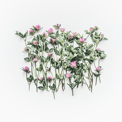 Creative floral layout made of wild flowers on white background. Flat lay, top view, copy space. Flowering red clover , Trifolium pratense. Summer concept