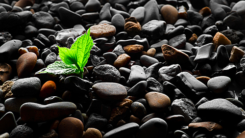 Plant sprout in pebbles background