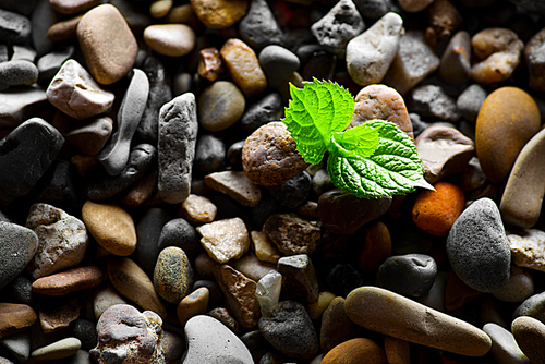Plant sprout in pebbles background
