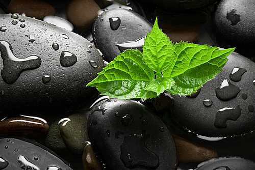 Black wet pebbles with green sprout background
