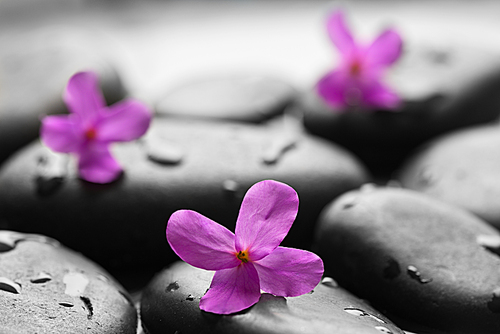 Black wet pebbles with flowers background