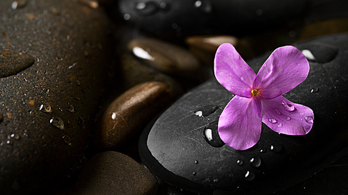 Black wet pebbles with flower background