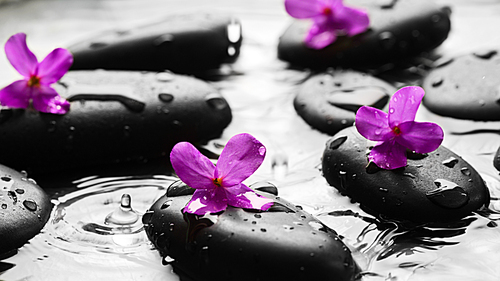 Wet pebbles with flowers background wallpaper