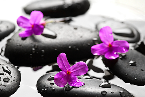 Grey wet pebbles with flowers background