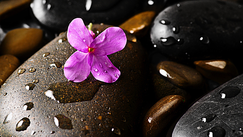Grey wet pebbles with flower background wallpaper