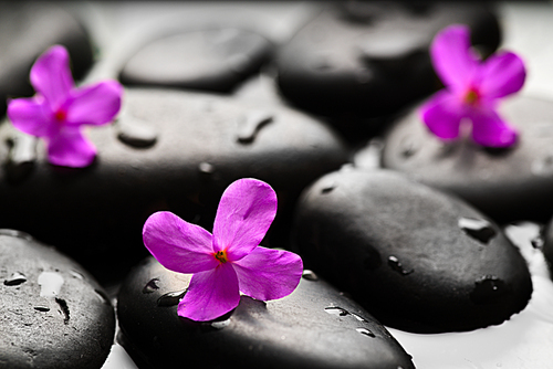 Grey wet pebbles with flowers background wallpaper