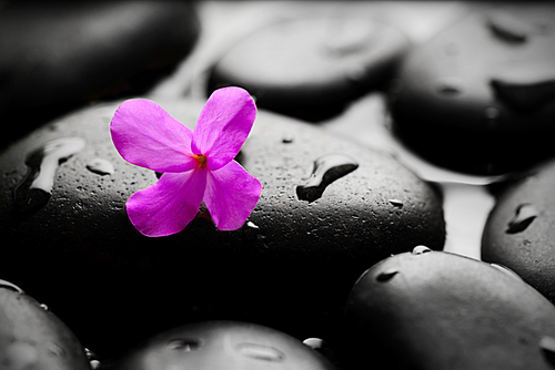 Wet pebbles with flower background wallpaper