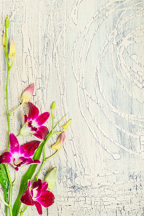 Light shabby chic wooden background with orchid flowers