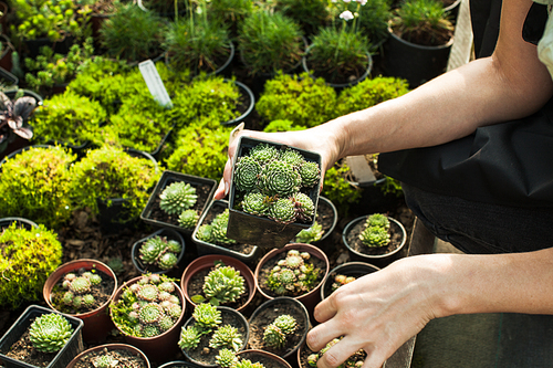 Choosing the succulents in pots for a rocky garden