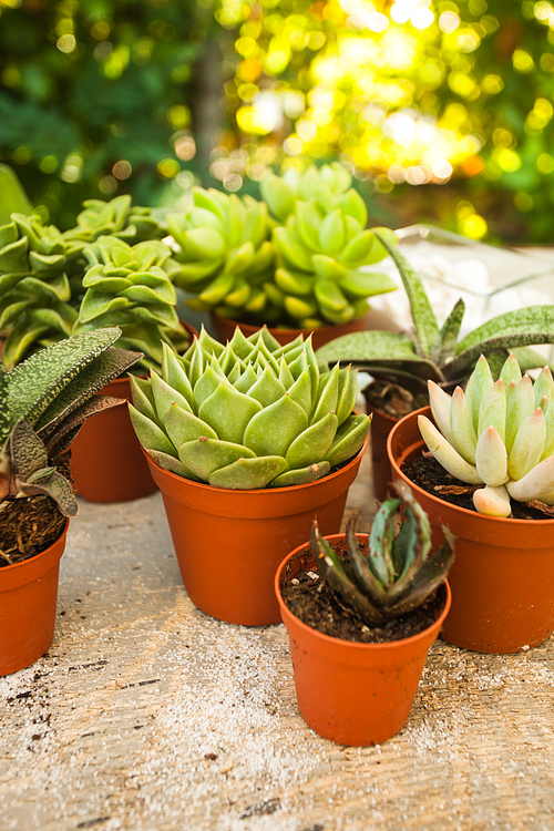 Excellent  group of various succulents in pots. Garden decoration for the soul